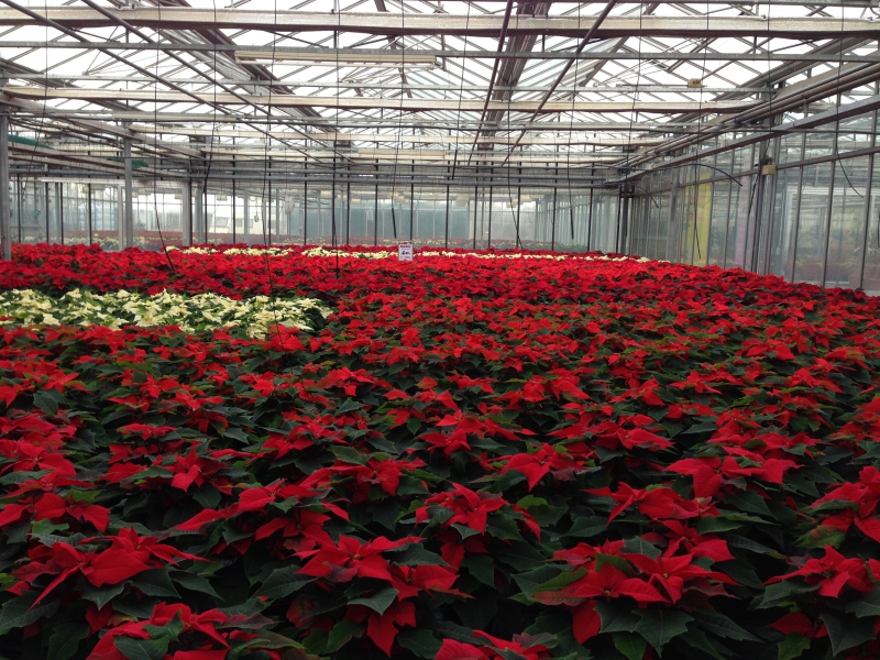 pepiniere-TOURTOUR-min_poinsettia-210023